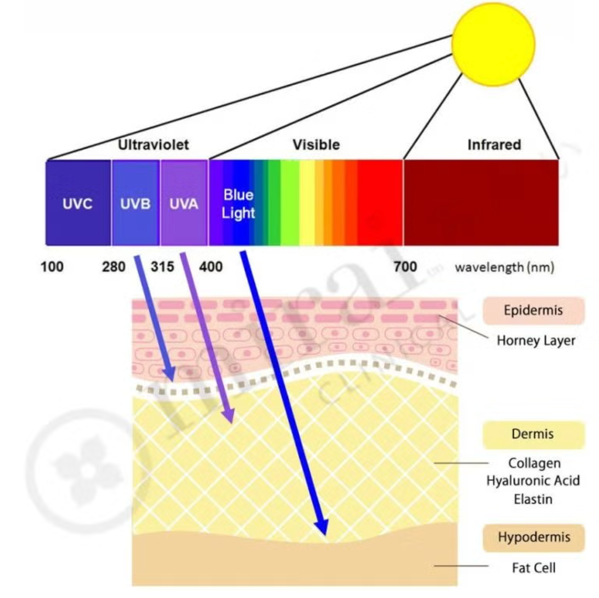 Blue Light, Indoor Exposure & Why Daily Sunscreen Still Matters